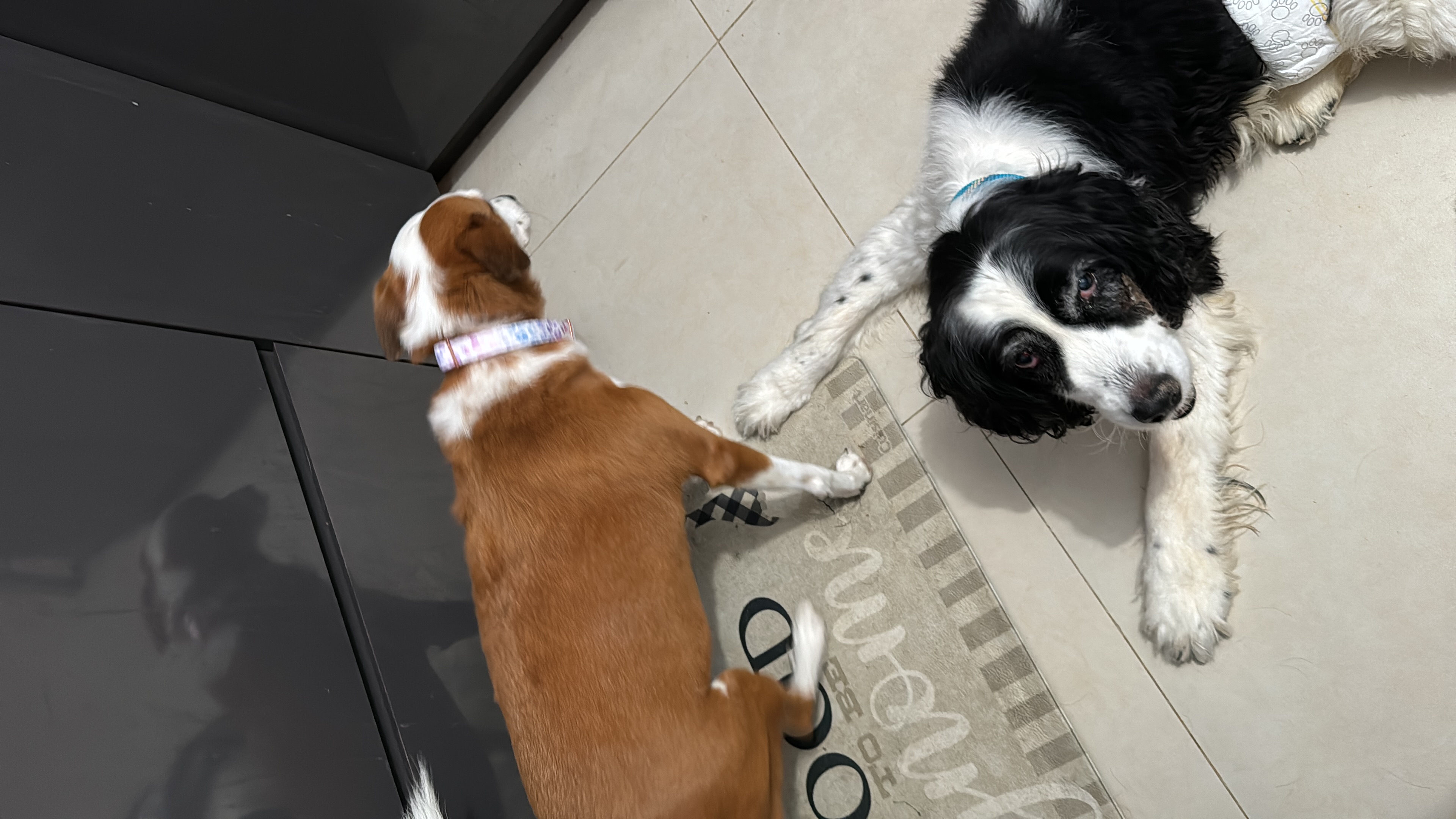 Equipo de la fundación con binomio canino